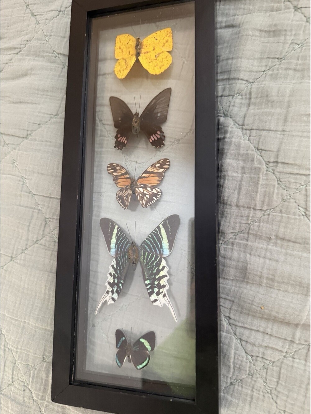 Butterfly Display - Picture 7 of 10